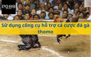 Sử dụng công cụ hỗ trợ cá cược đá gà thomo